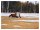 Animal Oil Painting from Jack Olson Fine Art