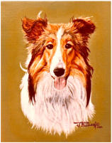 SHELTIE